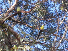 Polytelis anthopeplus