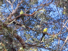 Polytelis anthopeplus