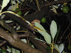 Megascops trichopsis