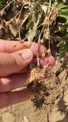 Psephellus declinatus