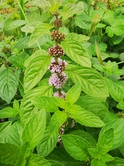 Mentha arvensis