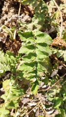 Psephellus declinatus