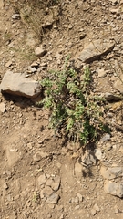 Psephellus declinatus