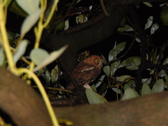 Megascops trichopsis