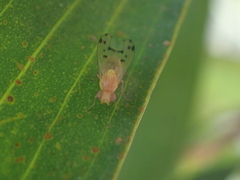 Homoneura occidentalis