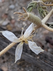 Mentzelia oligosperma