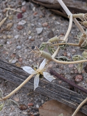 Mentzelia oligosperma