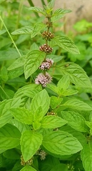 Mentha arvensis