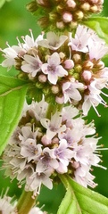Mentha arvensis