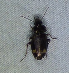 Tetragonoderus