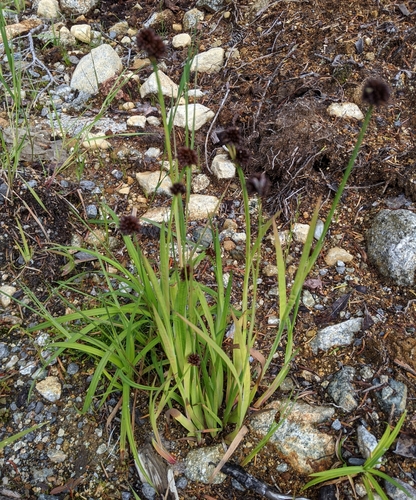 Image of Juncus mertensianus by no rights reserved