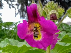 Proboscidea louisianica