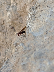 Cephaliini