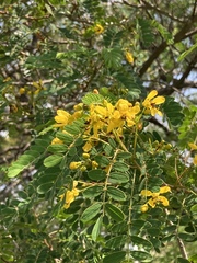 Senna polyantha