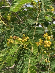 Senna polyantha