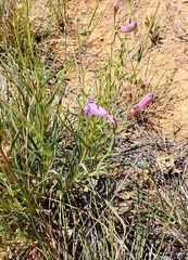 Penstemon dasyphyllus