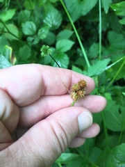 Carex stipata