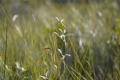 Diuris alba
