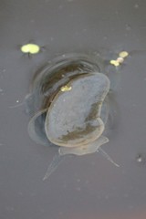 Lymnaea