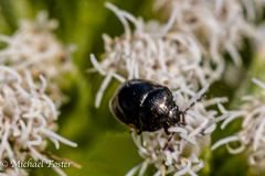 Corimelaena lateralis