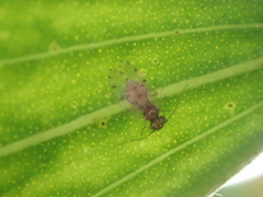 Ectopsocus californicus