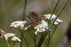Phyciodes pulchella