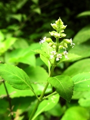 Ocimum campechianum