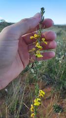 Goodenia stelligera