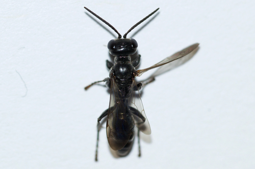 Lyroda subita