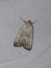 Oncocnemidinae
