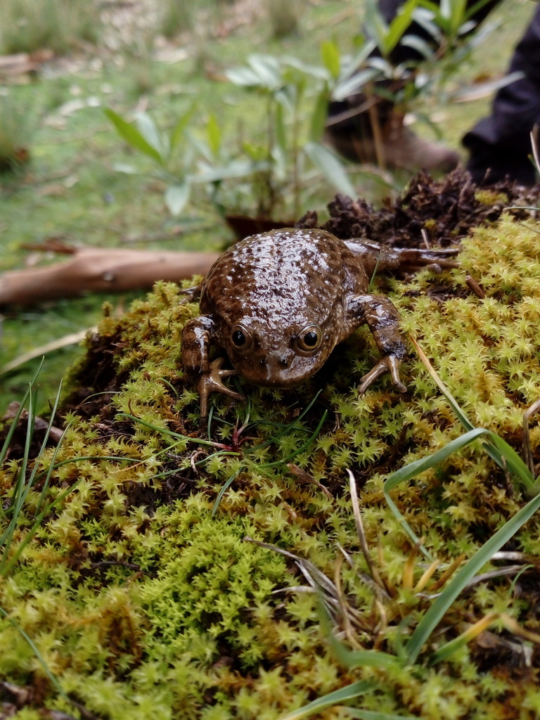 Marbled Water Frog