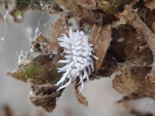 Mealybug Destroyer