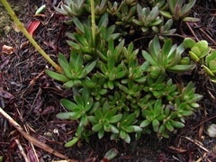 Echeveria bicolor