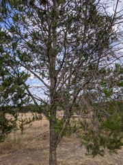 Pinus remota