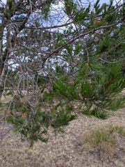 Pinus remota