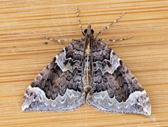 Eulithis xylina