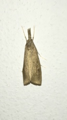 Pseudobissetia terrestrellus