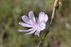 Acmaeodera