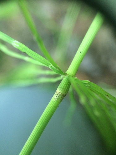 Meadow horsetail (Equisetum pratense)