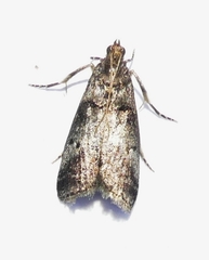 Acrobasis caryae