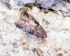 Acrobasis caryae