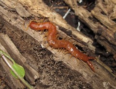 Theatops spinicaudus