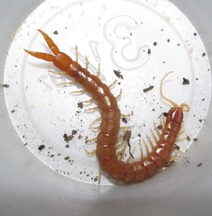 Theatops spinicaudus