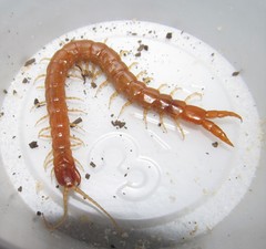 Theatops spinicaudus