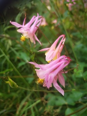 Aquilegia vulgaris