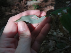 Polygonatum pubescens