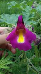 Proboscidea louisianica