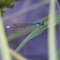 Enallagma divagans