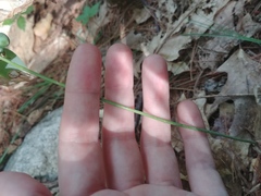 Polygonatum pubescens