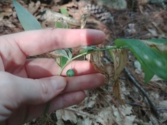 Polygonatum pubescens